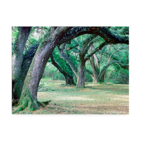 Monte Nagler 'Louisiana Oaks Louisiana' Canvas Art,24x32